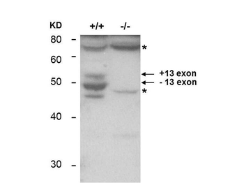 BIN1 Antibody