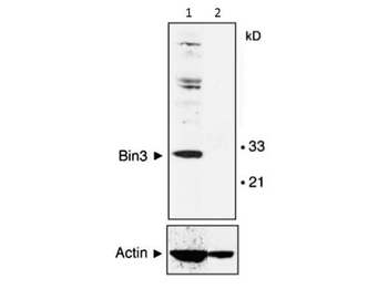 BIN3 Antibody