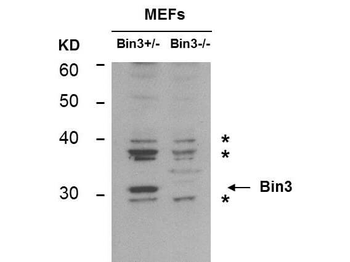 BIN3 Antibody
