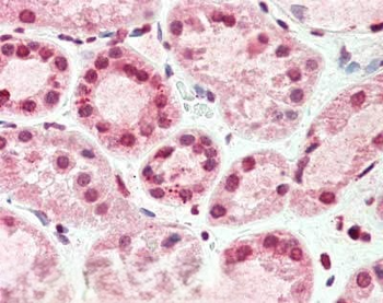 TIMP4 Antibody