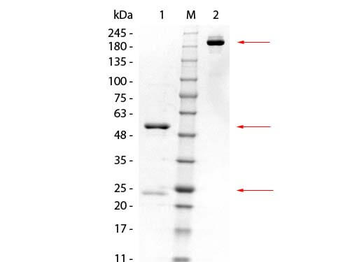 GSTK1 Antibody