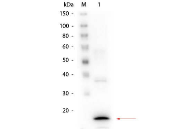 CALCA Antibody