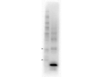 CALCA Antibody