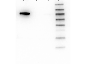 AKT1 Antibody
