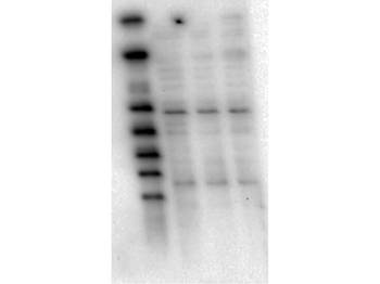 AKT1 Antibody