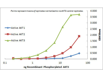 AKT3 Antibody