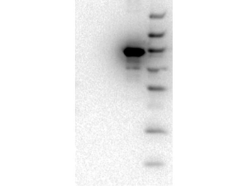AKT3 Antibody