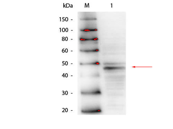 GATA4 Antibody