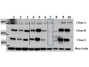 AKT3 FITC Antibody
