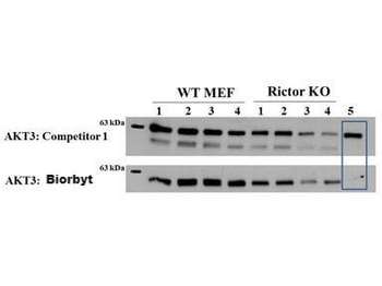 AKT3 FITC Antibody