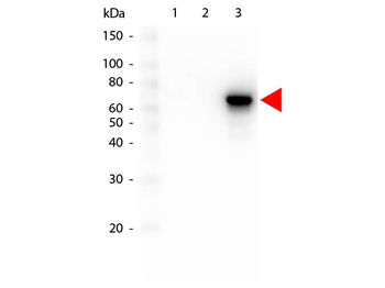 AKT3 FITC Antibody