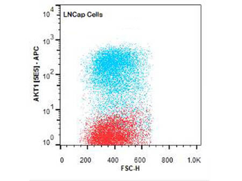 AKT1 FITC Antibody
