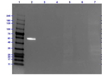 AKT1 FITC Antibody