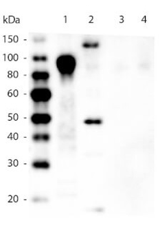 6X His Tag Antibody HRP Conjugated