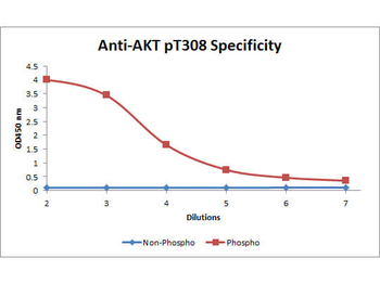 AKT phospho T308 Antibody Biotin Conjugated