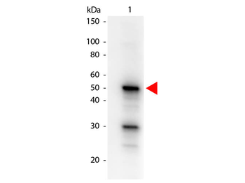 Pdcd4 phospho S457 Antibody Biotin Conjugated
