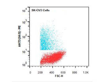 AKT3 PE Antibody