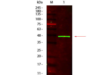 Peroxidase (Mouse) Antibody