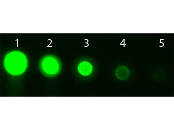 AKT3 APC Antibody