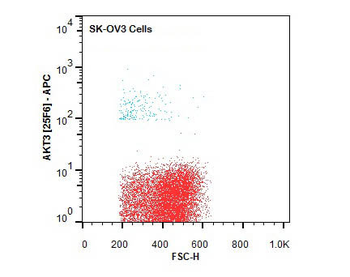AKT3 APC Antibody