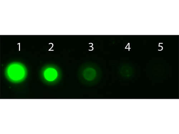 AKT1 APC Antibody