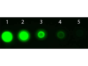 AKT3 APC Antibody