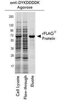 DYKDDDDK Tag (Anti-FLAG) Antibody Agarose Conjugated
