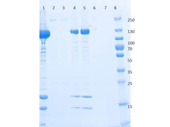 DYKDDDDK Tag (Anti-FLAG) Antibody Agarose Conjugated