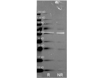CAT Antibody