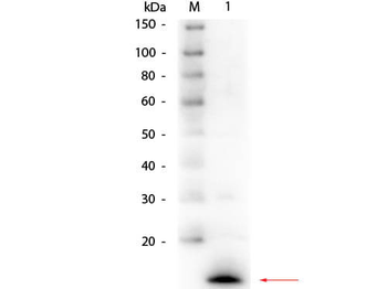 Lysozyme Antibody
