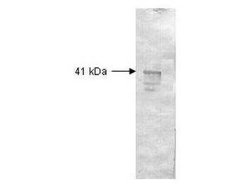 Dextranase Antibody