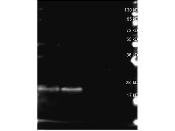B-Phycoerythrin Antibody