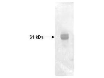 PRC1 Antibody