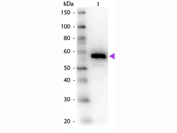 PRC1 Antibody