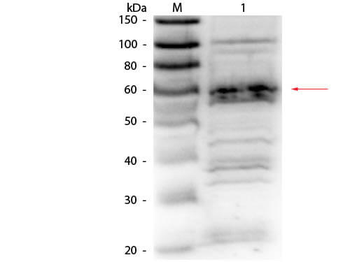 RFX5 Antibody