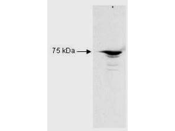 RFX5 Antibody