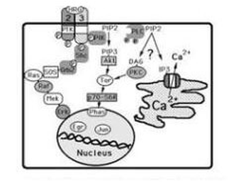 ERBB3 Antibody