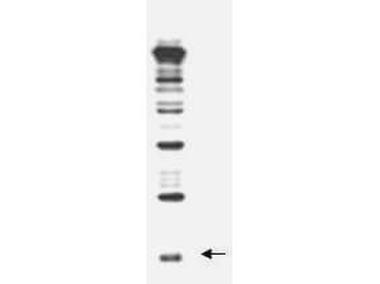 Rub1 Antibody