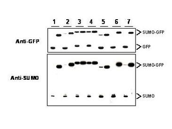 SMT3 Antibody