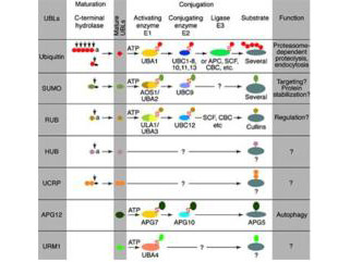 ISG15 Antibody