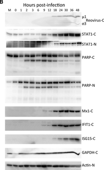 ISG15 Antibody