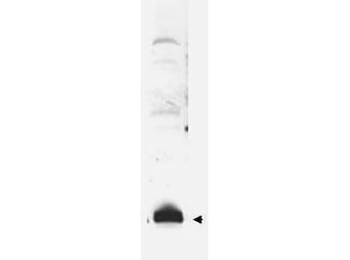 SUMO1 Antibody