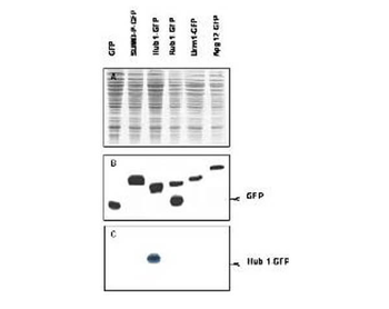 Urm1 Antibody