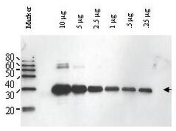 ULP1 Antibody