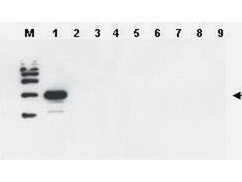 ULP1 Antibody