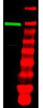 Ubiquitin Activating Enzyme E1 Antibody