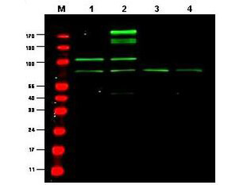 Rreb1 Antibody