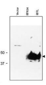 RFFL Antibody