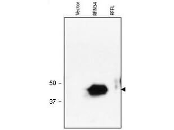 RNF34 Antibody