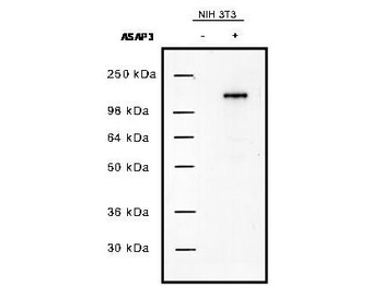 UPLC1/ASAP3 Antibody